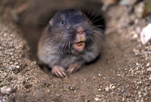 gopher gopher