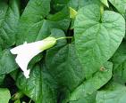 images Bindweed (Morning Glory)