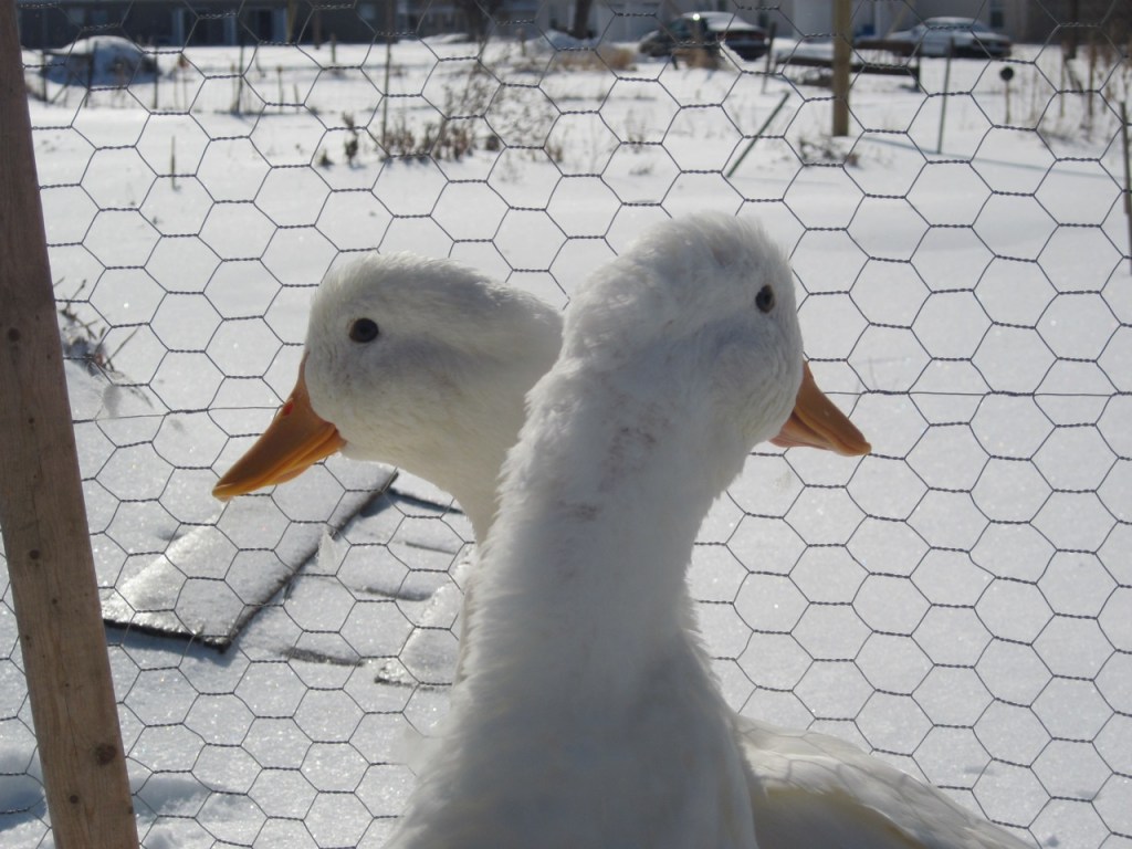 ducks, Mr. and Mrs. Cloud