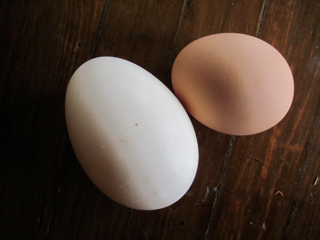 duck egg size comparison