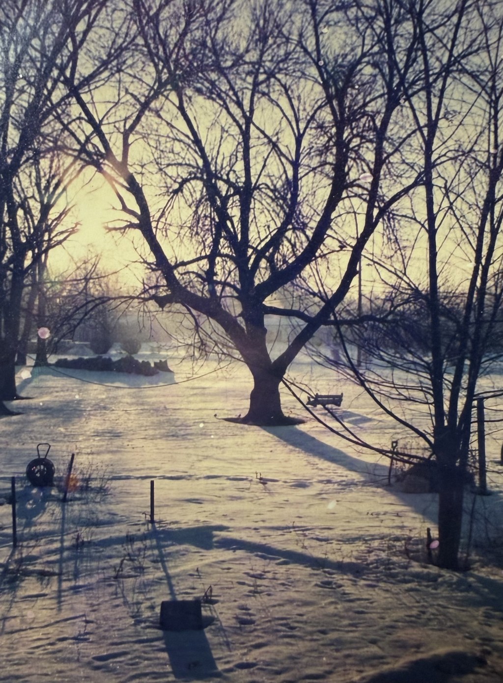 The back yard under snow at low sun.